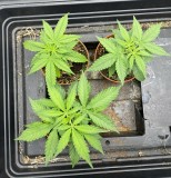 88BDCABB-4904-4D42-8835-B1FB947807F4