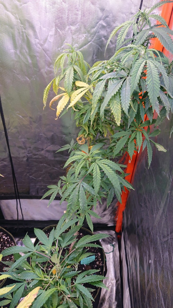 obscura1635101658286