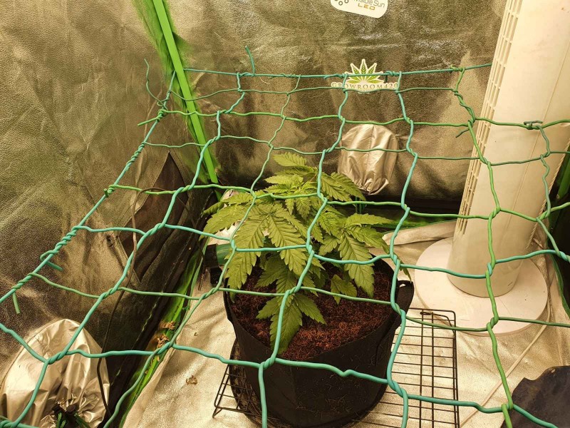 16354401544445064447761228720988