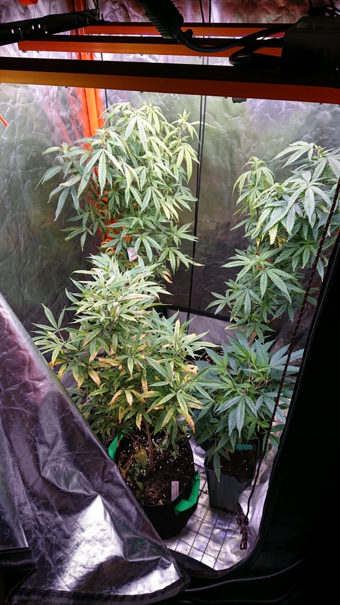 obscura1635613750267