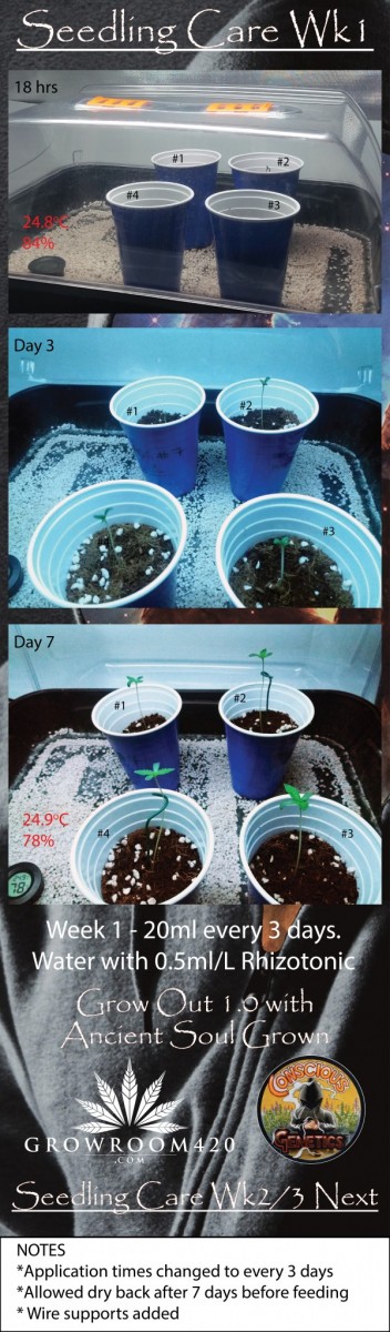 Mac Melon_Seedling Care Wk 1-01