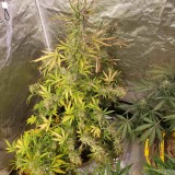 16358127169365383018628353310572