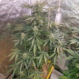 16358130352426476940930049482358