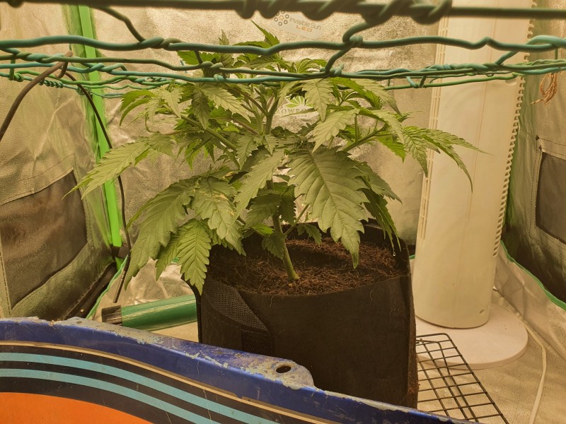 16358716264717010814497845407341