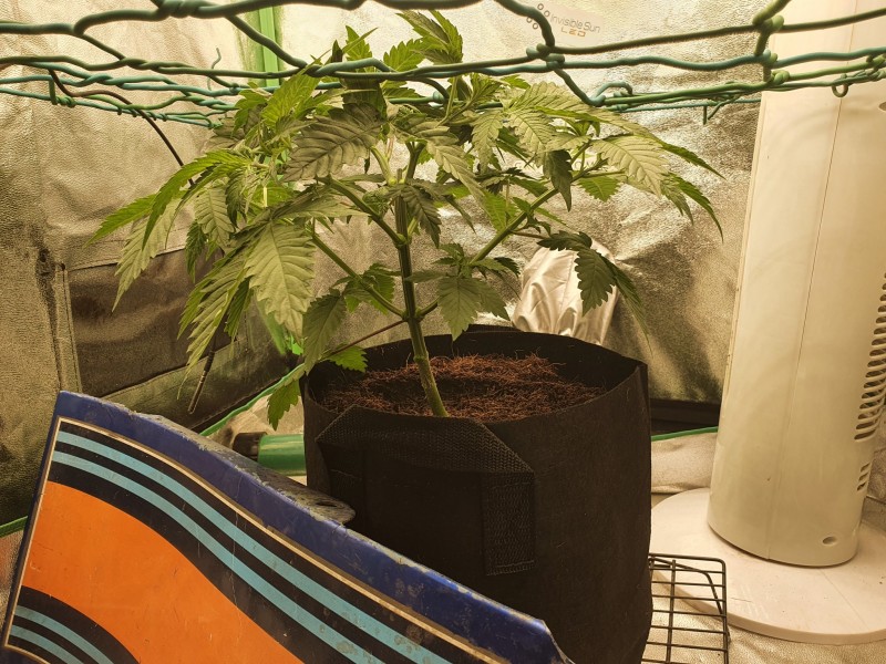 16358717541618571810610621155001