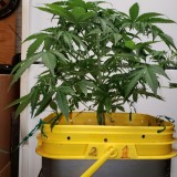 16365123478496467166201402745508