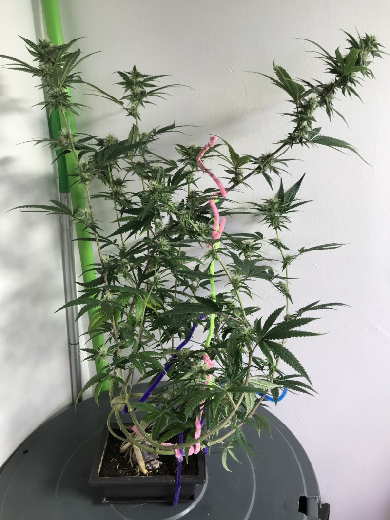 F2BC525B-C374-4857-B340-BAC3E9A4DE53