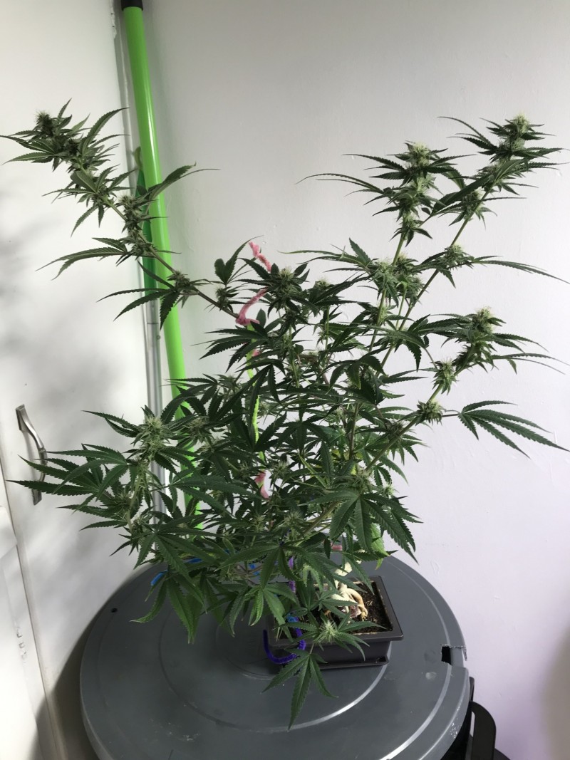 9172447D-3877-4AAC-9C99-F4D2A7E16C95