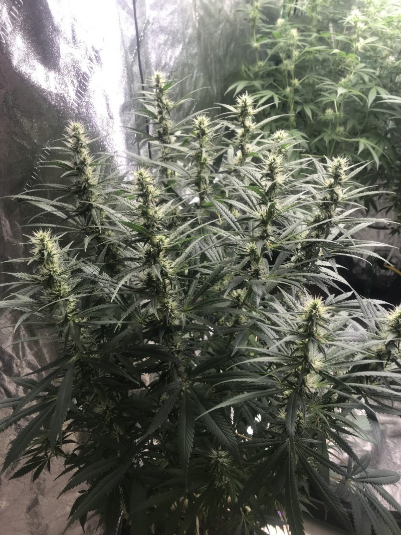 1CFF8EA7-1149-4DBC-A9AE-706038DD3697