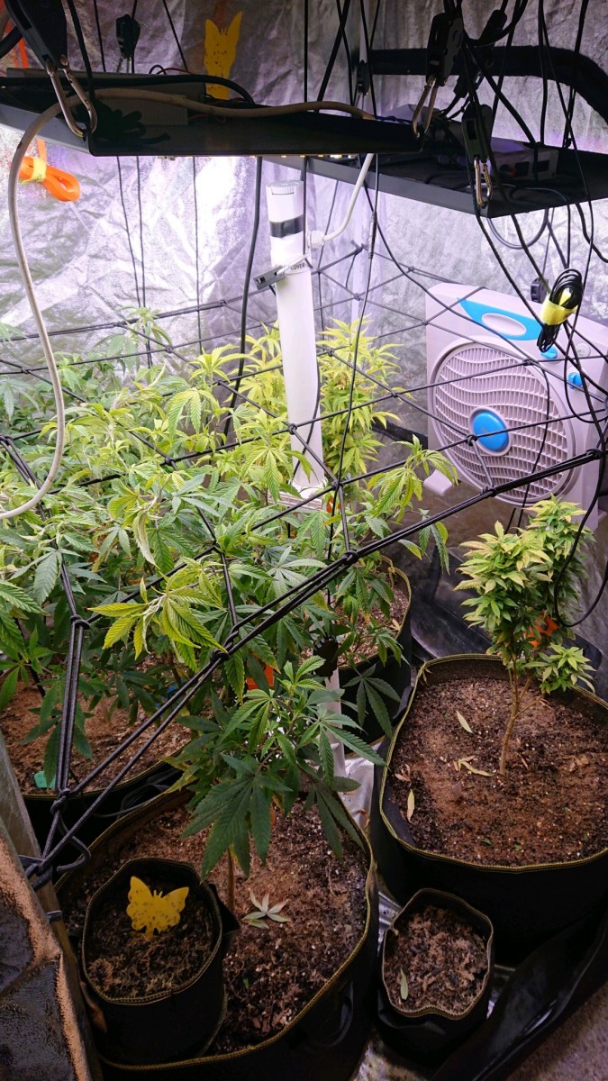 obscura1637175772233