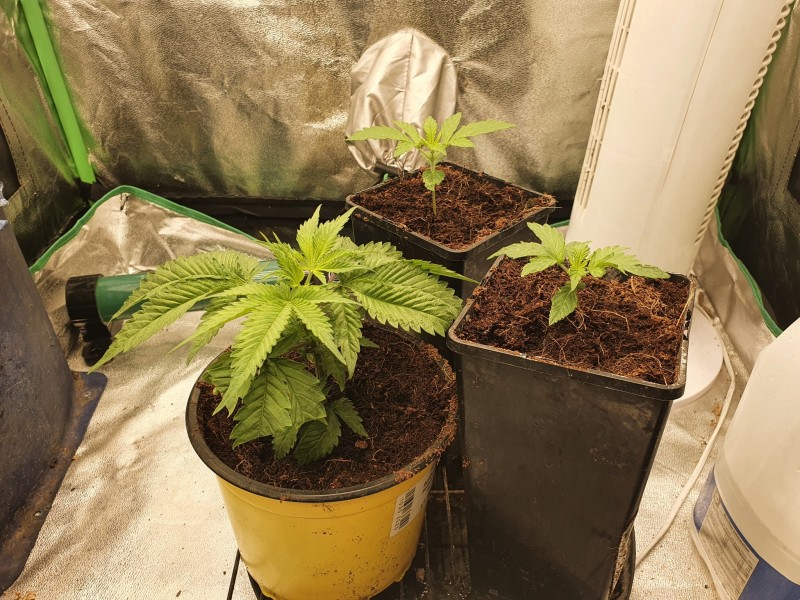 16373388640954546955896460871620