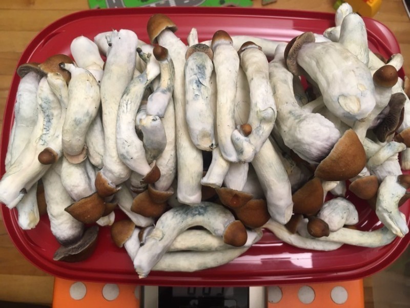 CB5530C1-B956-450D-ADF0-F8FBF98D8173