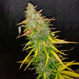 16374518645836467674564381258129