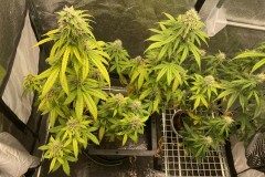 B3AE1688-4CC2-4BB6-B5EC-455B52899608