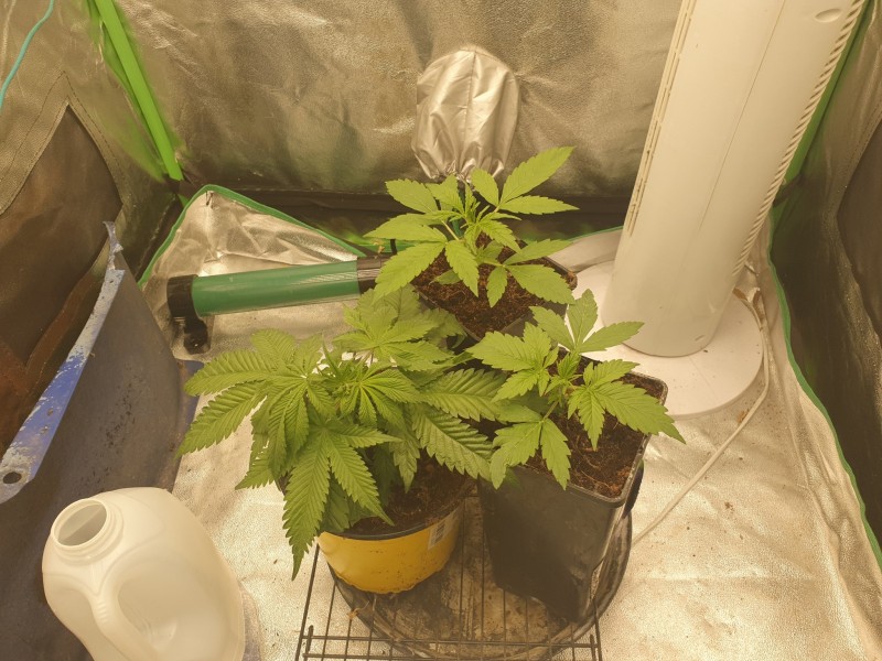 16376587042556975078370383881574