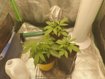 16376587042556975078370383881574