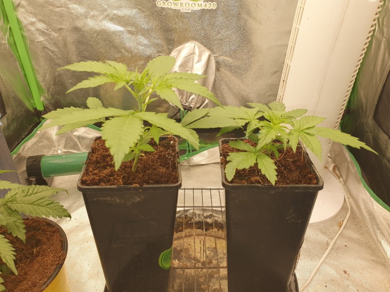 16377703916806955784013579213529