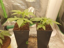 16377703916806955784013579213529