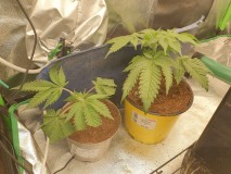 16377750297744122773830675799302