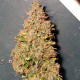 16377947678088360033720793284981