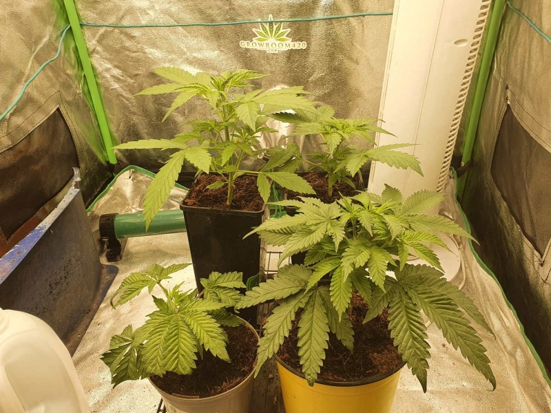 16379432935168910980258043741151