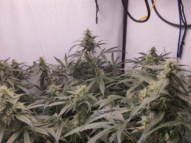 16383825802377071572096788636921