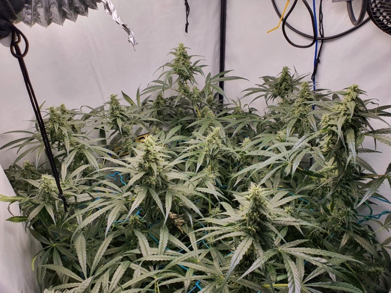 16385517224326771034283985692084