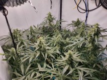 16385517224326771034283985692084