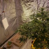 16385789036336716131743014926421