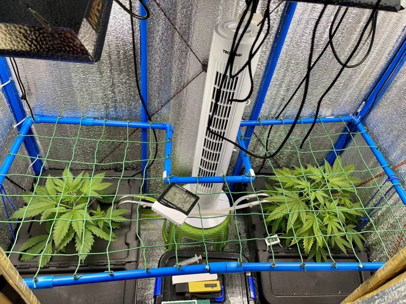 Gelatto TP grow Week 1 veg 1