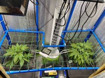 Gelatto TP grow Week 1 veg 1