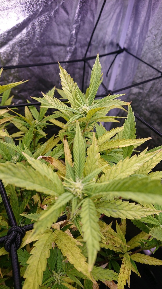 obscura1638907338214