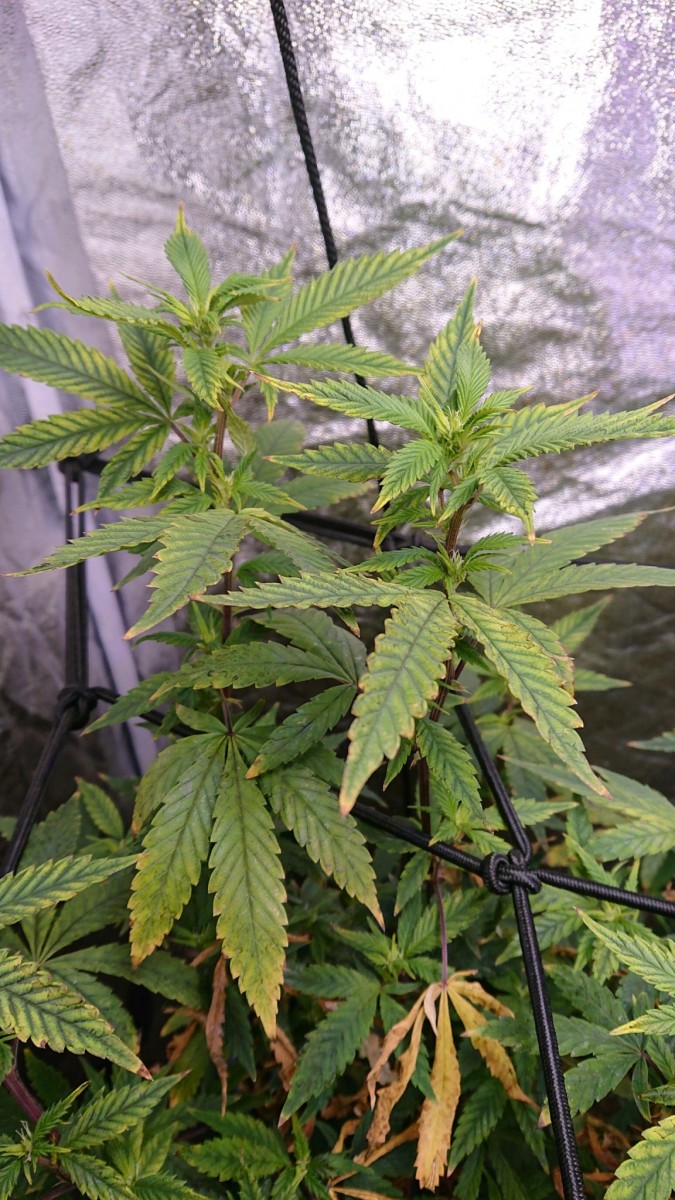 obscura1638907358762