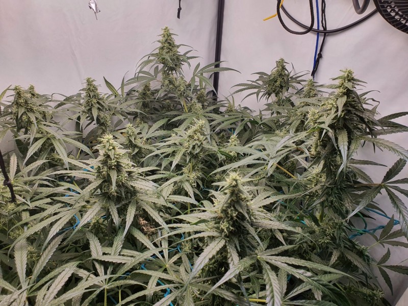 16389800598588302052544357587554