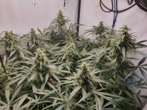 16389800598588302052544357587554