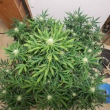 16390120942628304487449786001451