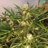 16390122416256715975107869856878