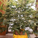 1639012356739426959631617399024