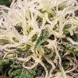 16390125269013492340508732738139