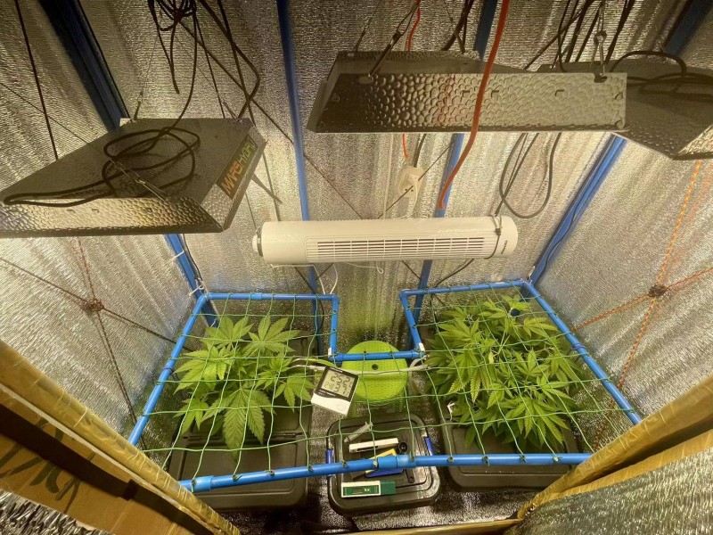 Gelatto TP grow Week 1 veg 3