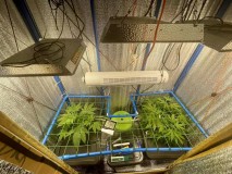 Gelatto TP grow Week 1 veg 3