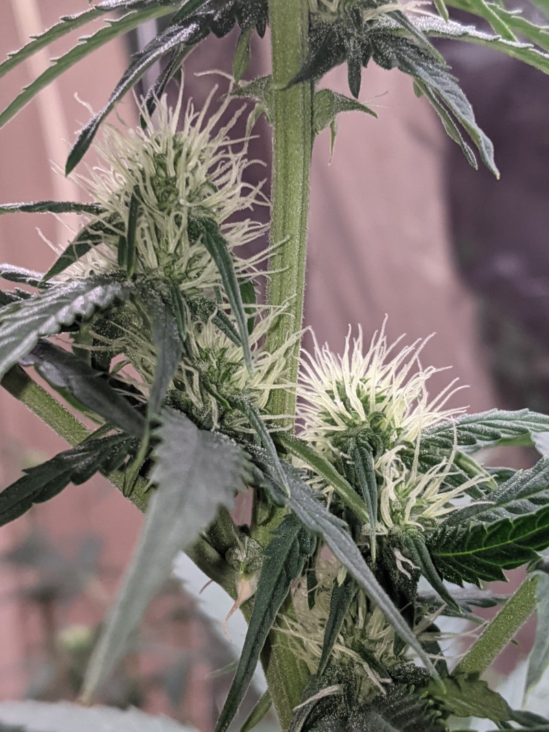 PXL_20211205_010142276