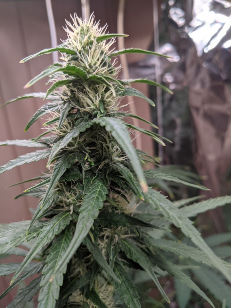 PXL_20211210_182639914