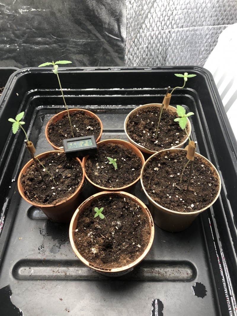 BAE2F721-F082-4D32-B00D-95BE04243561