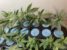 FA981FD4-EBE9-4C1F-AA20-57B52DF20875