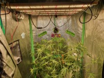 16394192917594880190441235415475