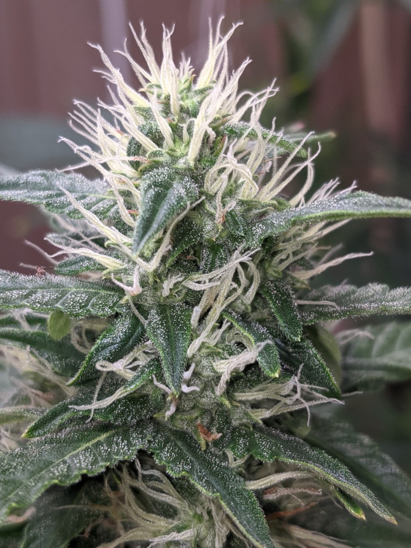 PXL_20211215_161921049