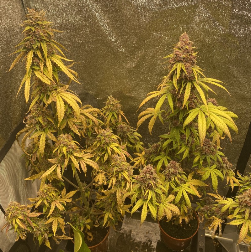 8896C93E-FB4D-4E31-8708-72B8A64C87FB