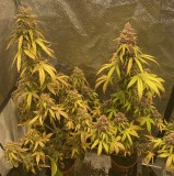 8896C93E-FB4D-4E31-8708-72B8A64C87FB