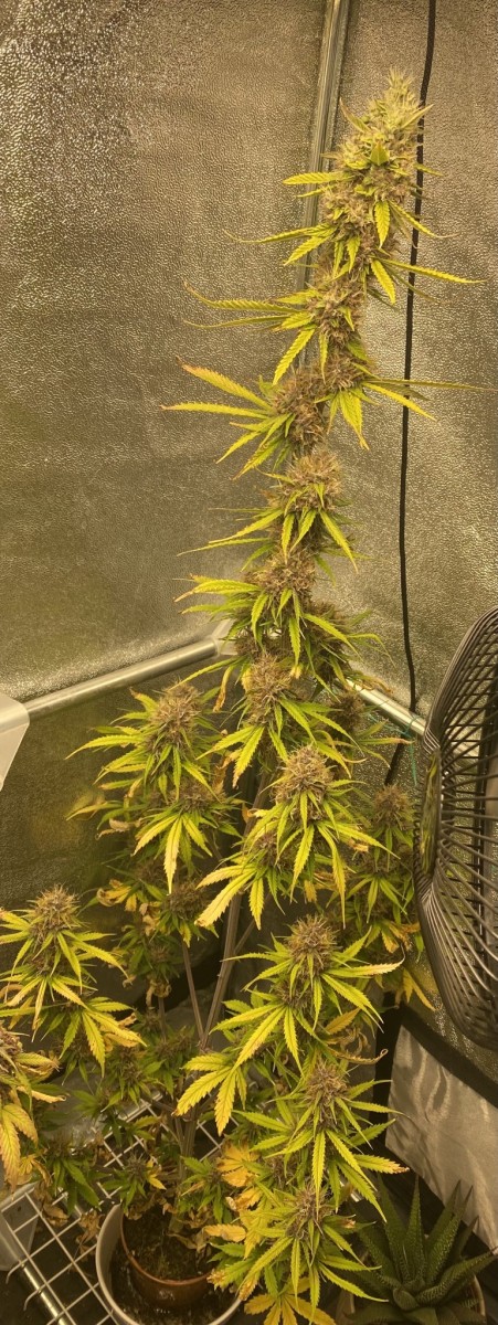 D40D7749-C12A-41EB-AD81-1C452AEBF38C